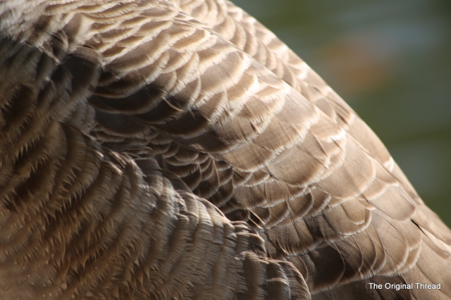 goose feathers3