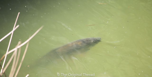 Tingrith Lakes Fish