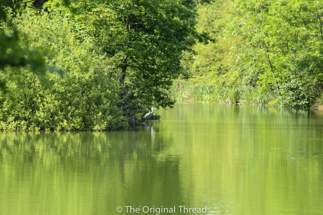 Tingrith Lakes Heron